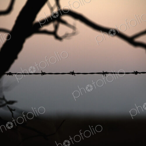Barbed Wire on Prairie