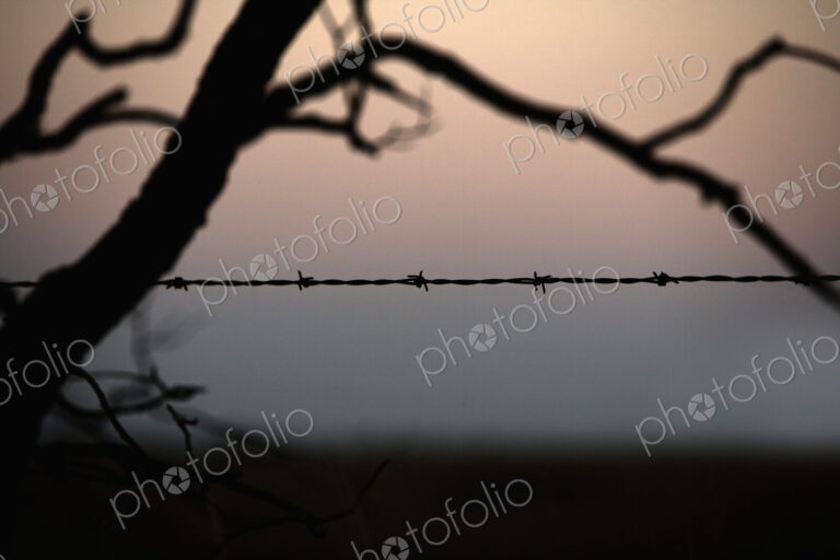 Barbed Wire on Prairie