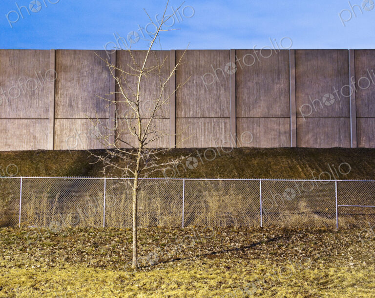 Bare Tree in Front of a Barrier