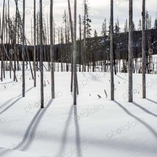 Bare trees and shadows in snowy remote field Bare trees and shadows in snowy remote field