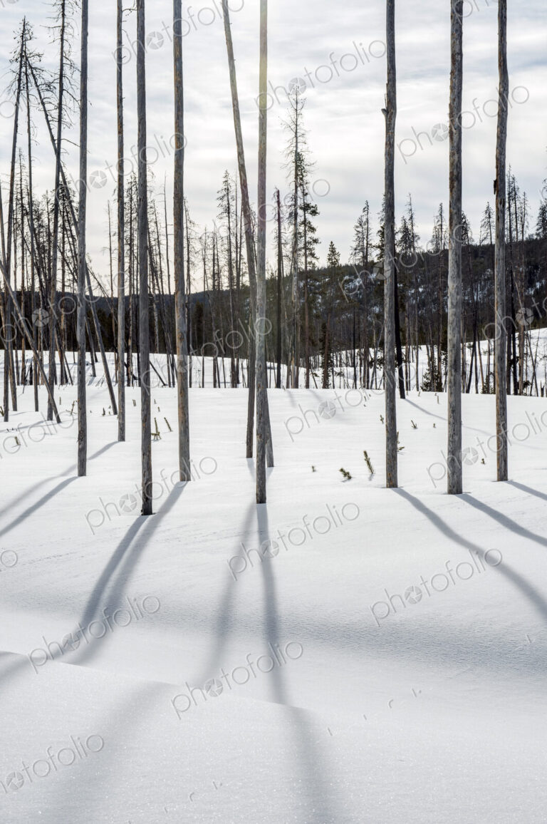 Bare trees and shadows in snowy remote field