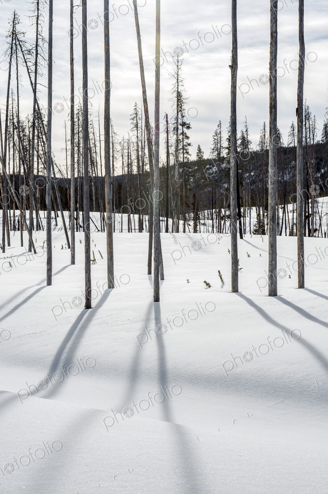 Bare trees and shadows in snowy remote field