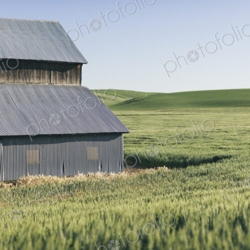 Barn and expansive field of Spring wheat Barn and expansive field of Spring wheat