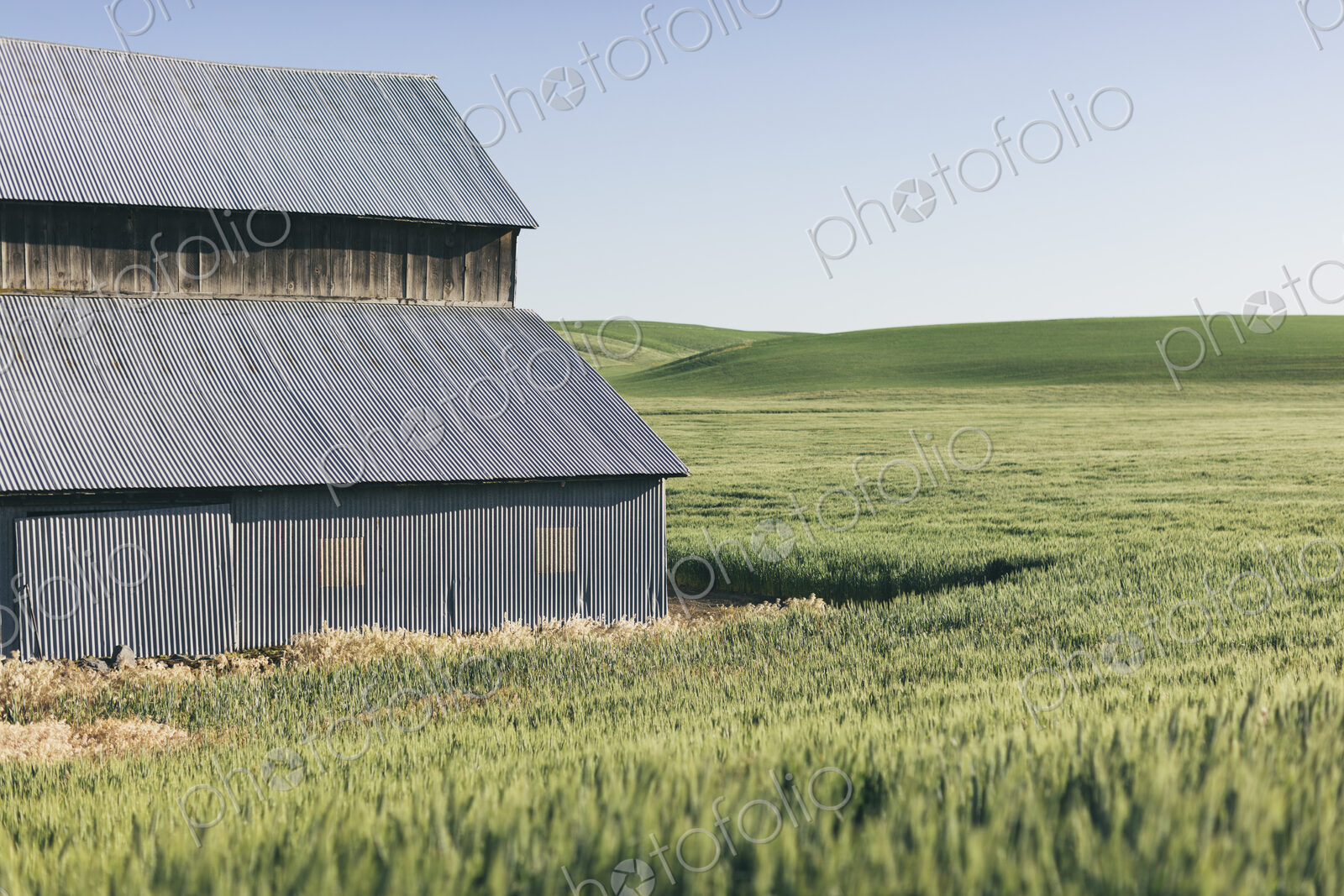 Barn and expansive field of Spring wheat