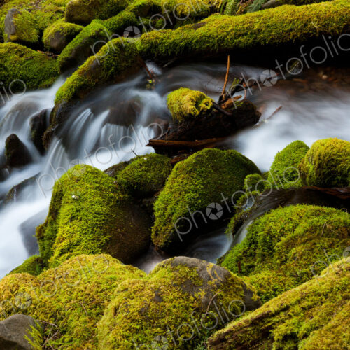 Barnes Creek, Olympic National Park, Washington, USA Barnes Creek, Olympic National Park, Washington, USA