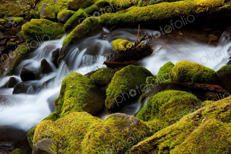 Barnes Creek, Olympic National Park, Washington, USA