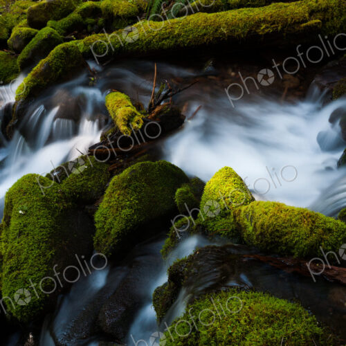 Barnes Creek with water flowing over mossy rocks in Olympic National Park, Washington, USA Barnes Creek with water flowing over mossy rocks in Olympic National Park, Washington, USA