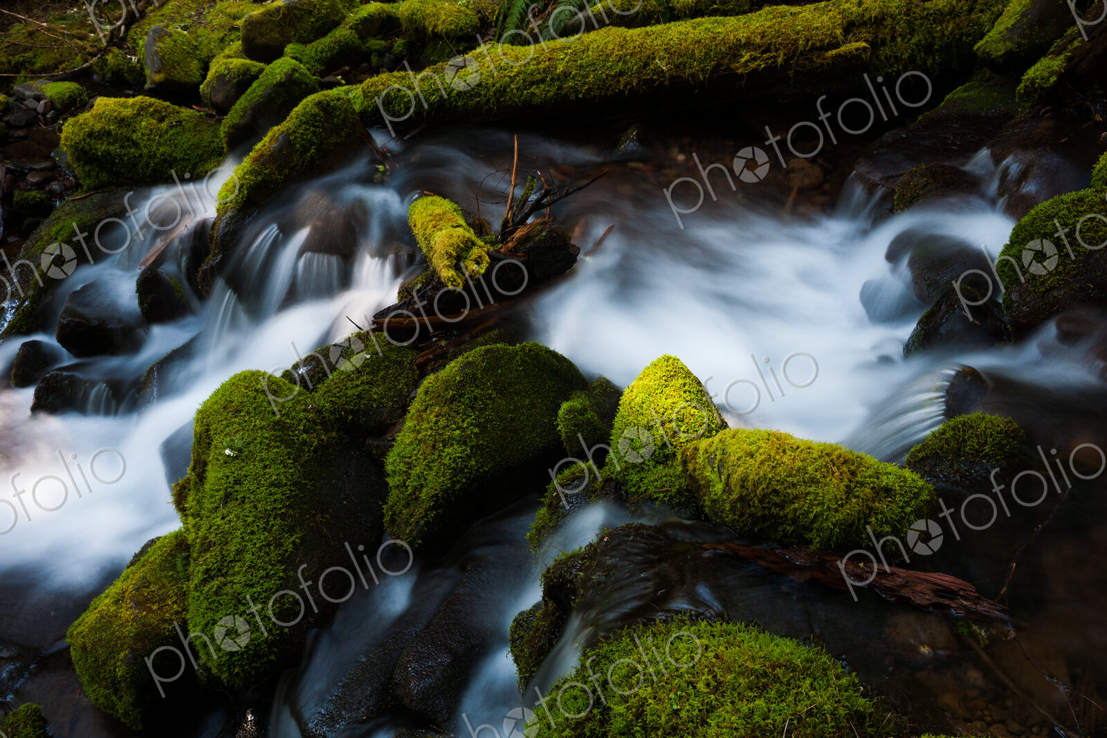 Barnes Creek with water flowing over mossy rocks in Olympic National Park, Washington, USA
