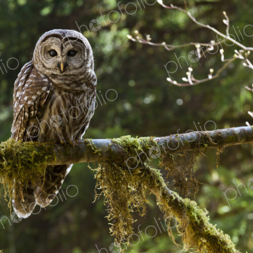 Barred Owl, Olympic National Park, Washington, USA Barred Owl, Olympic National Park, Washington, USA