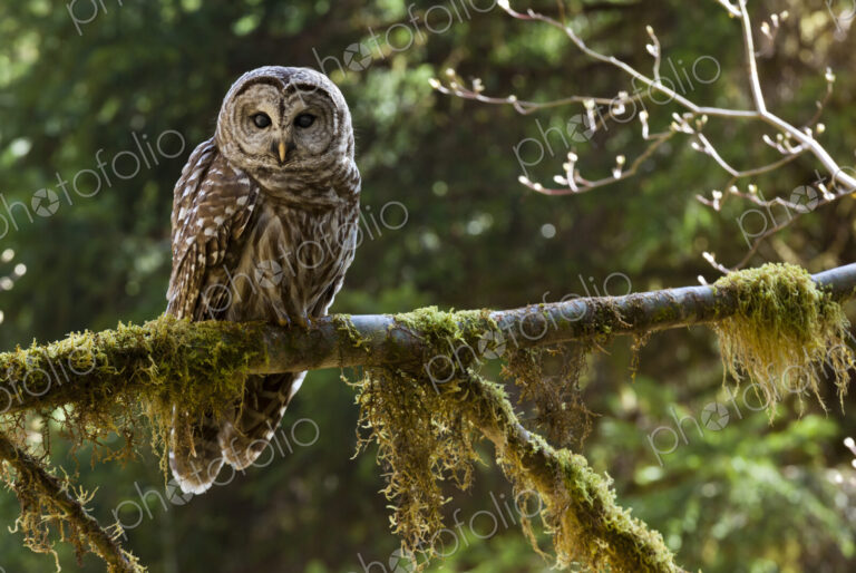 Barred Owl, Olympic National Park, Washington, USA