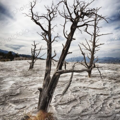 Barren dead tree rises from the dry terraces of Canary Spring at Mammoth Hot Springs… Barren dead tree rises from the dry terraces of Canary Spring at Mammoth Hot Springs…