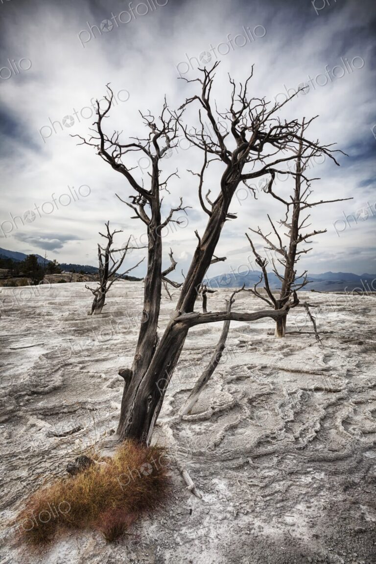 Barren dead tree rises from the dry terraces of Canary Spring at Mammoth Hot Springs…