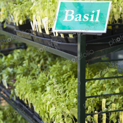 Basil Plants Basil Plants