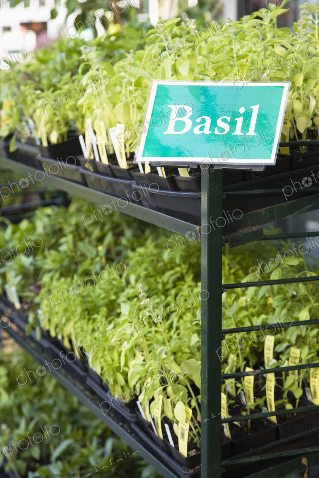 Basil Plants