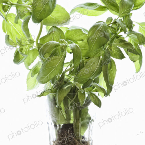 Basil plant with roots and soil in a glass displayed on a window sill.