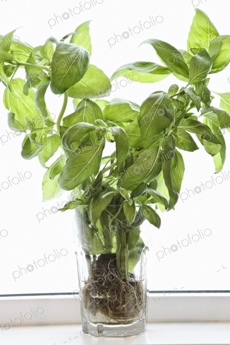 Basil plant with roots and soil in a glass displayed on a window sill.