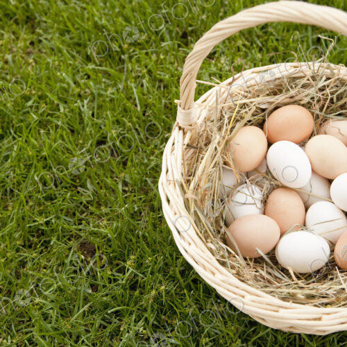 Basket of Eggs in the Grass Basket of Eggs in the Grass