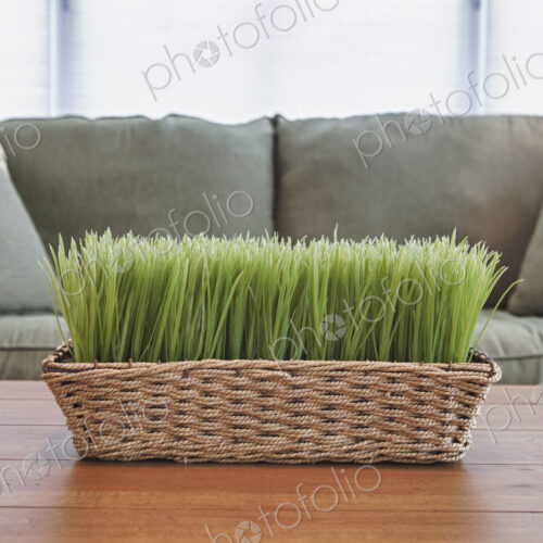Basket with plants, grasses on a coffee table.