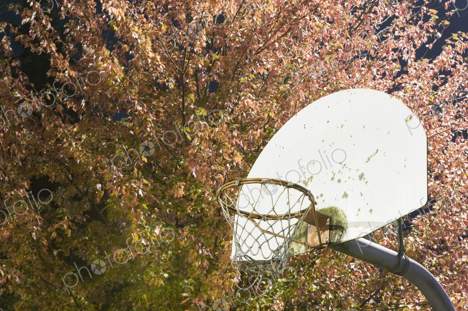 Basketball Hoop