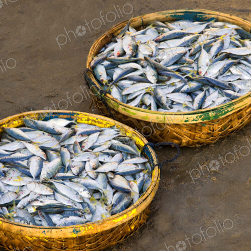 Baskets of Fish Baskets of Fish