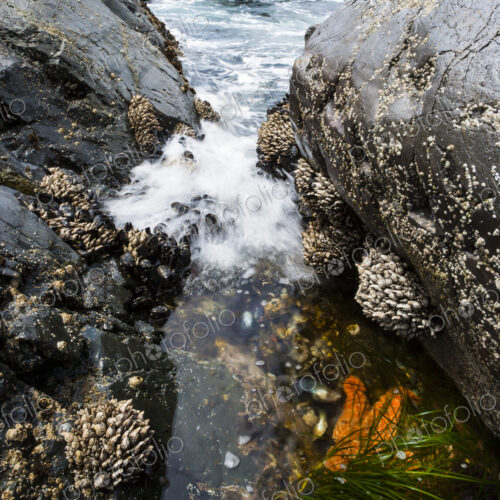 Beachcombing and Tidal Surges, rocks and barnacles and an incoming tide, Crescent…