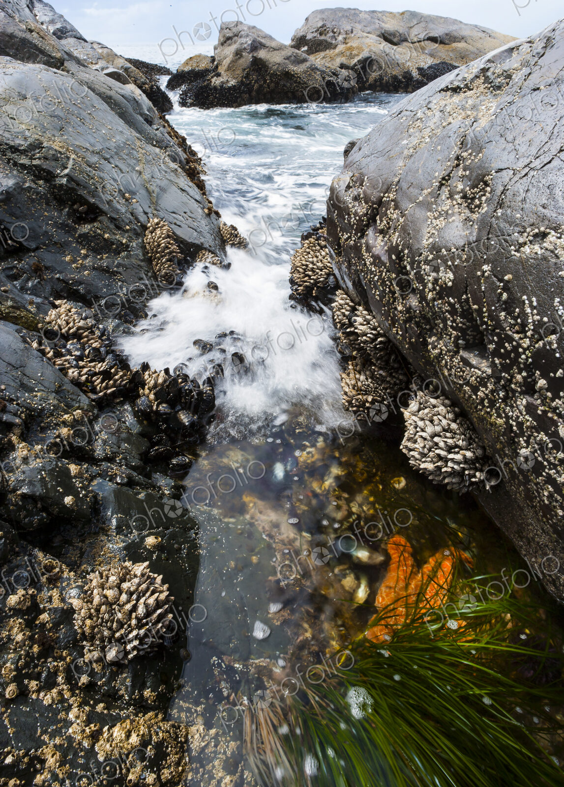 Beachcombing and Tidal Surges, rocks and barnacles and an incoming tide, Crescent…