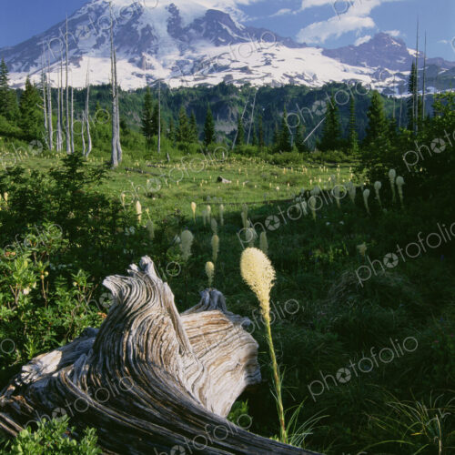 Bear grass in flower, and a large weathered fallen tree in the grassland of Mount…