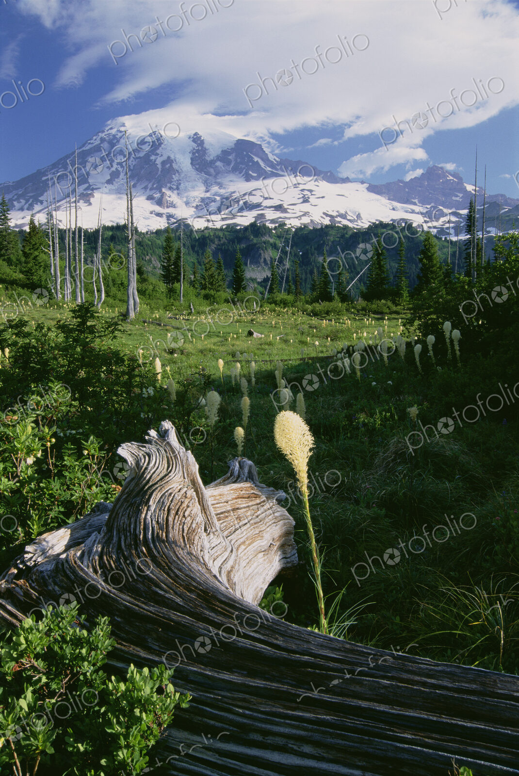 Bear grass in flower, and a large weathered fallen tree in the grassland of Mount…