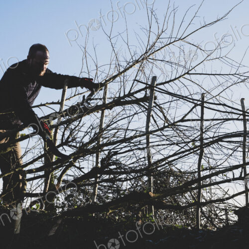 Bearded man building a traditional hedge using wooden pleachers. Bearded man building a traditional hedge using wooden pleachers.
