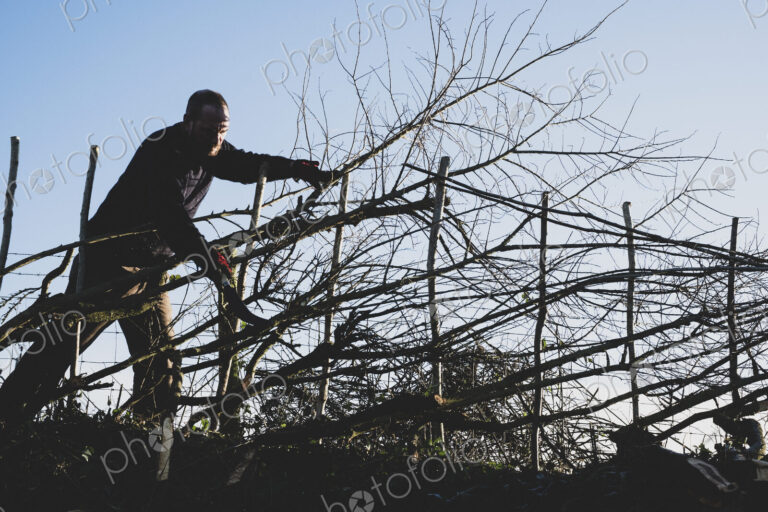 Bearded man building a traditional hedge using wooden pleachers.