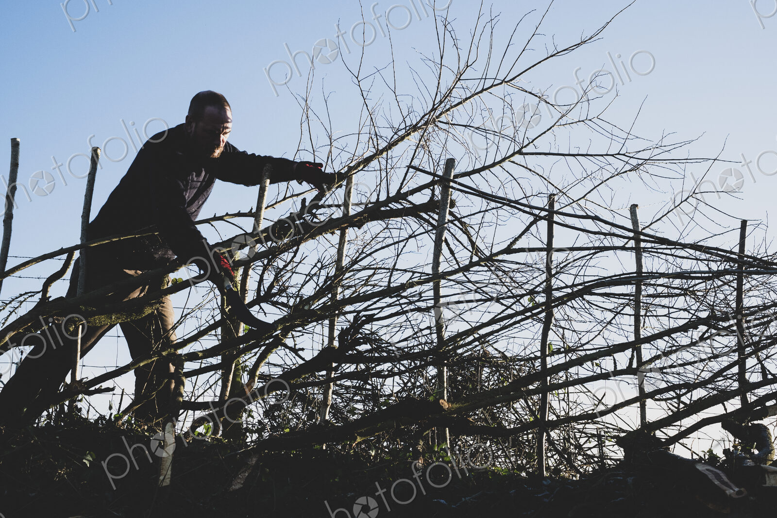 Bearded man building a traditional hedge using wooden pleachers.