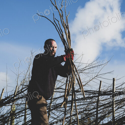 Bearded man holding bunch of wooden pleachers, building a traditional hedge. Bearded man holding bunch of wooden pleachers, building a traditional hedge.