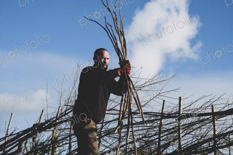 Bearded man holding bunch of wooden pleachers, building a traditional hedge.