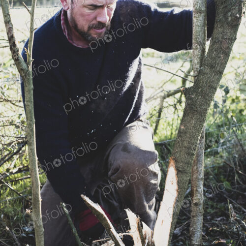 Bearded man kneeling next to wooden stake, building a traditional hedge. Bearded man kneeling next to wooden stake, building a traditional hedge.