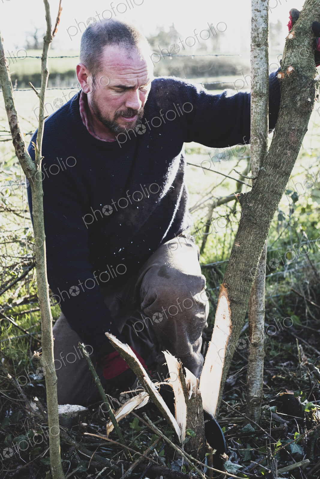 Bearded man kneeling next to wooden stake, building a traditional hedge.