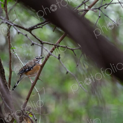 Bearded scrub robin, Cercotrichas quadrivirgata, perched on a branch.