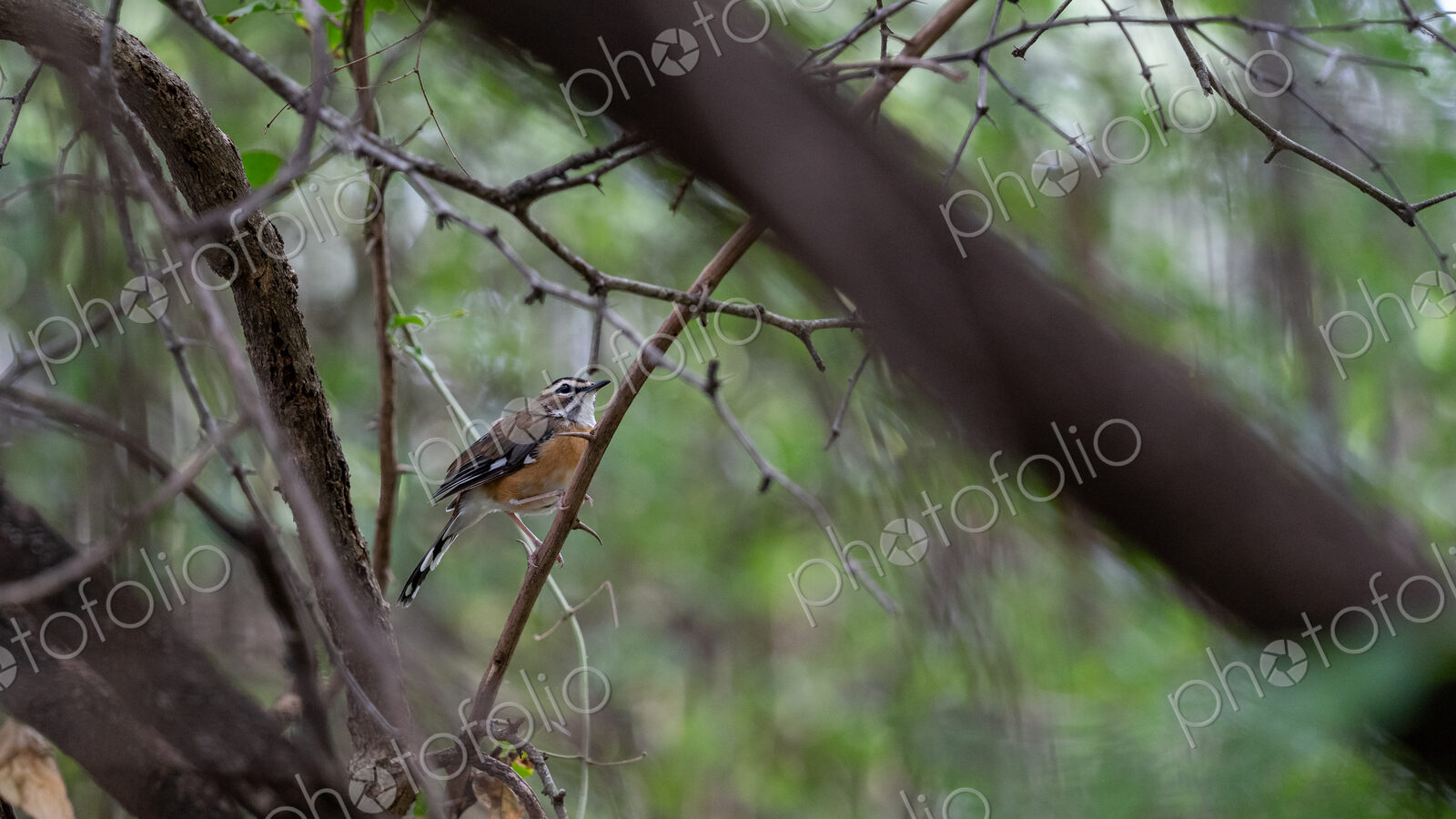 Bearded scrub robin, Cercotrichas quadrivirgata, perched on a branch.