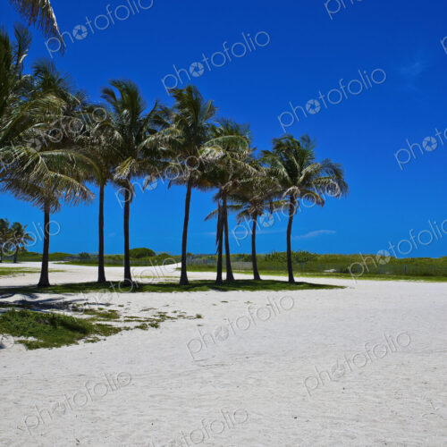 Beautiful Sandy Beach with Palm Trees Beautiful Sandy Beach with Palm Trees