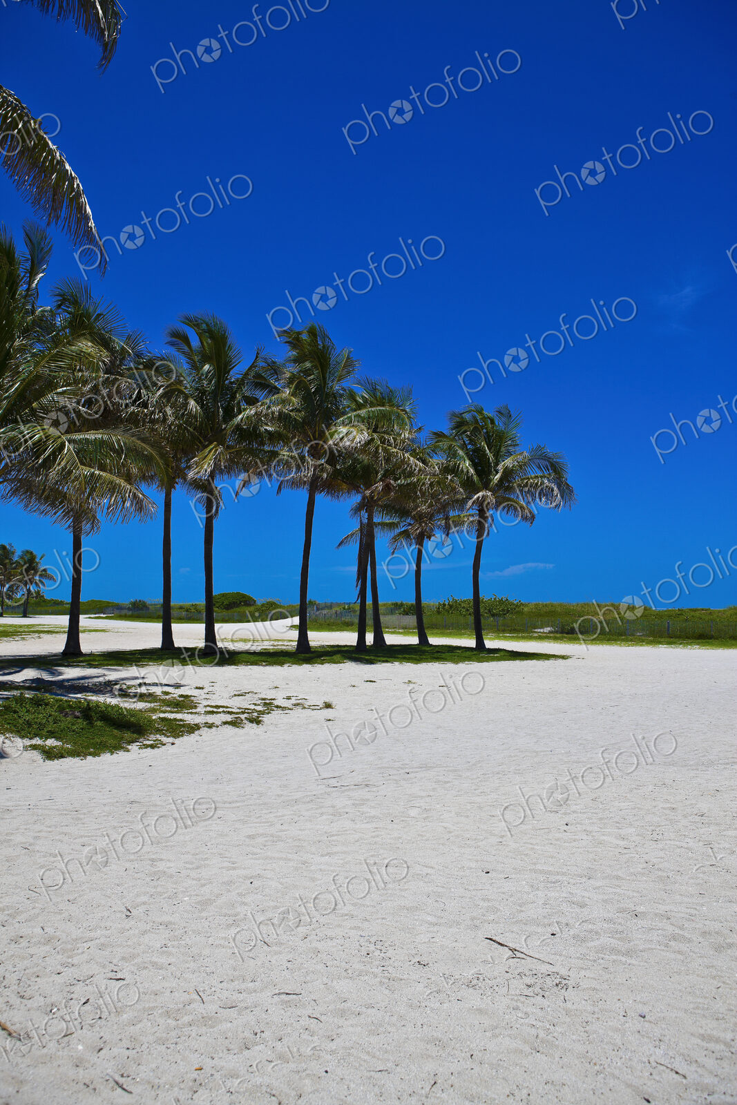 Beautiful Sandy Beach with Palm Trees