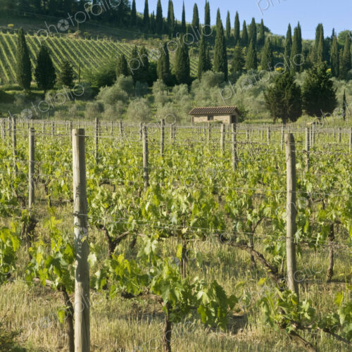 Beautiful Vineyard