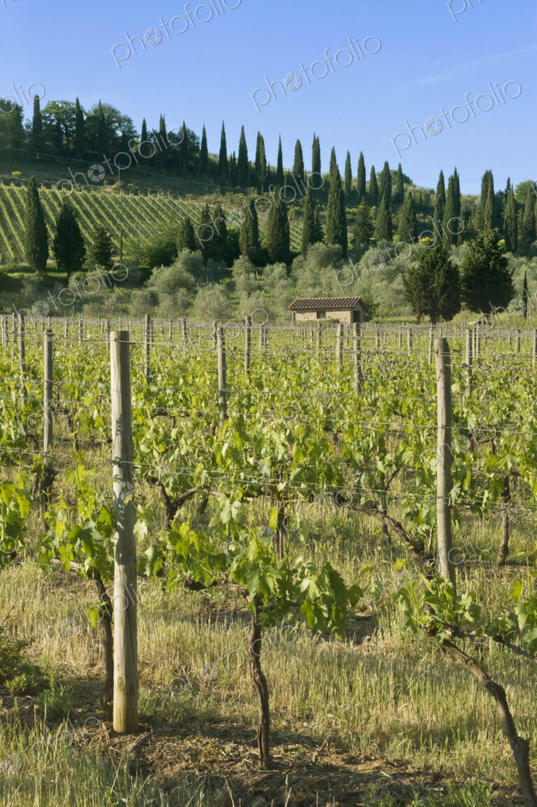 Beautiful Vineyard