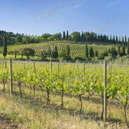 Beautiful Vineyard