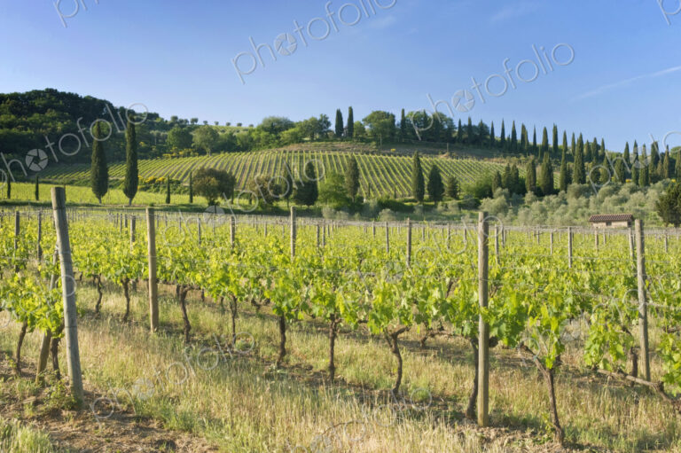 Beautiful Vineyard