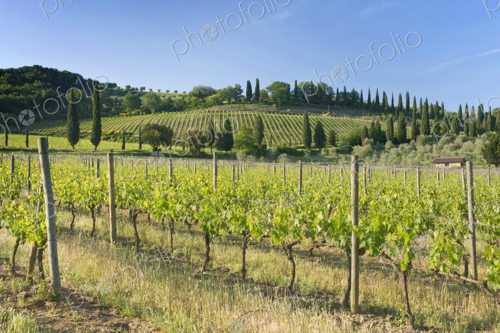 Beautiful Vineyard