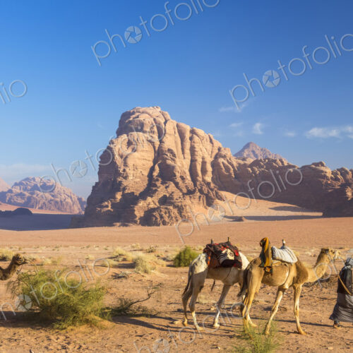 Bedouin leading three camels through the desert, rocks and mountains in the distance. Bedouin leading three camels through the desert, rocks and mountains in the distance.