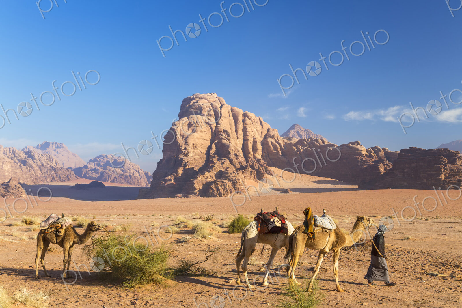 Bedouin leading three camels through the desert, rocks and mountains in the distance.