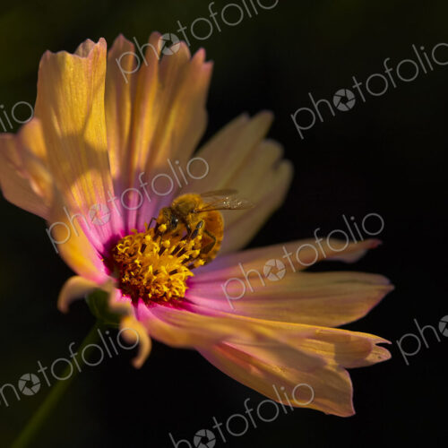 Bee on Pink and Yellow Cosmos
