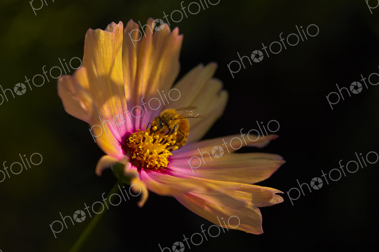 Bee on Pink and Yellow Cosmos