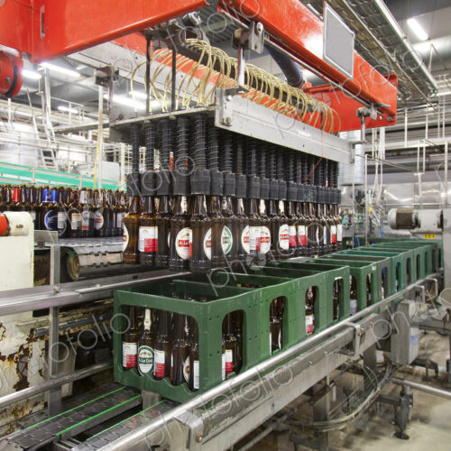 Beer bottling plant with moving belts, rows of bottles, automated process, capping and… Beer bottling plant with moving belts, rows of bottles, automated process, capping and…