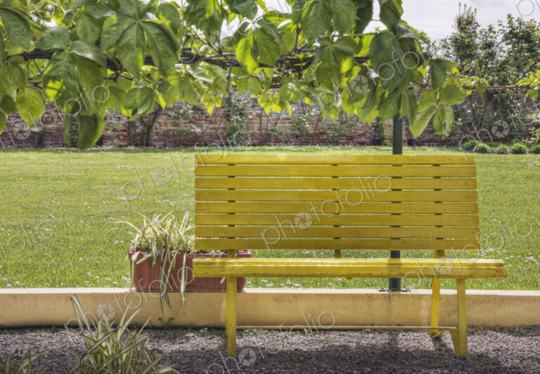 Bench in Park
